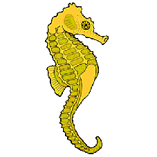 L'île hippocampe