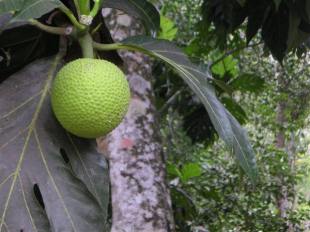 le fruit à pain