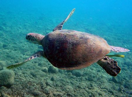 La faune sous-marine de mayotte