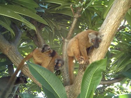 Makis de mayotte