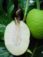 Fruit à pain